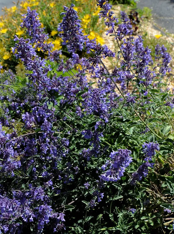 ‘Summer Magic’ (N. grandiflora)