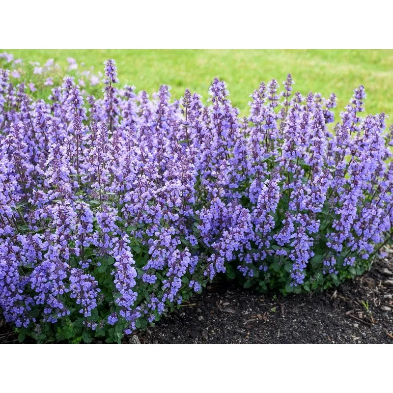 ‘Cat’s Pajamas’ (Nepeta hybrid)