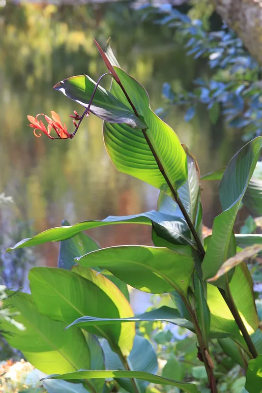 Musifolia canna