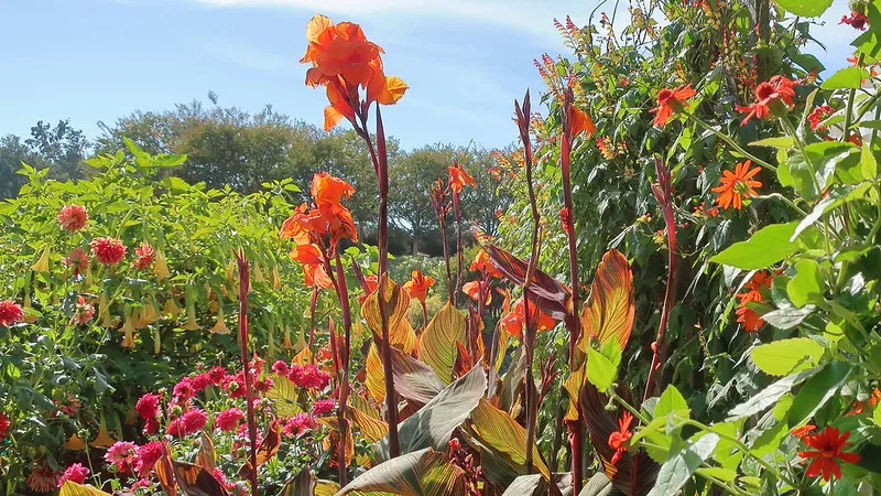 Canna Tropicanna