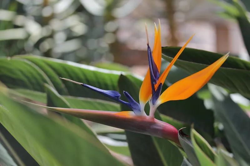 Strelitzia reginae