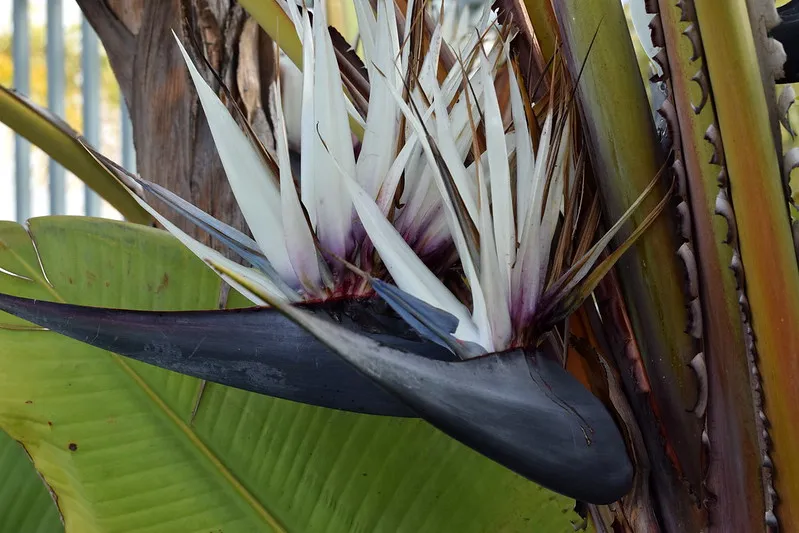 Strelitzia nicolai